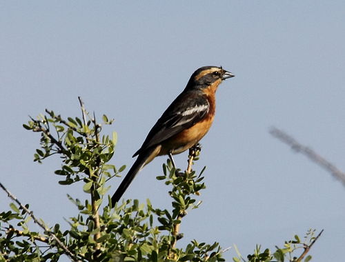 Cinnamon warbling finch